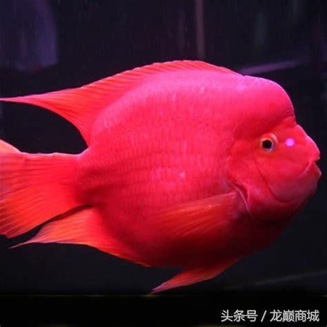 金剛鸚鵡魚|金剛鸚鵡魚:金剛鸚鵡是血鸚鵡的變種，它的頭頂有肉。